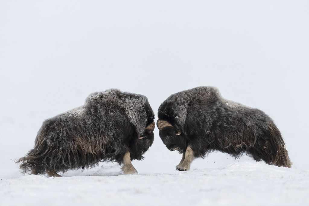 pvdv 2019 muskox_PVV4224