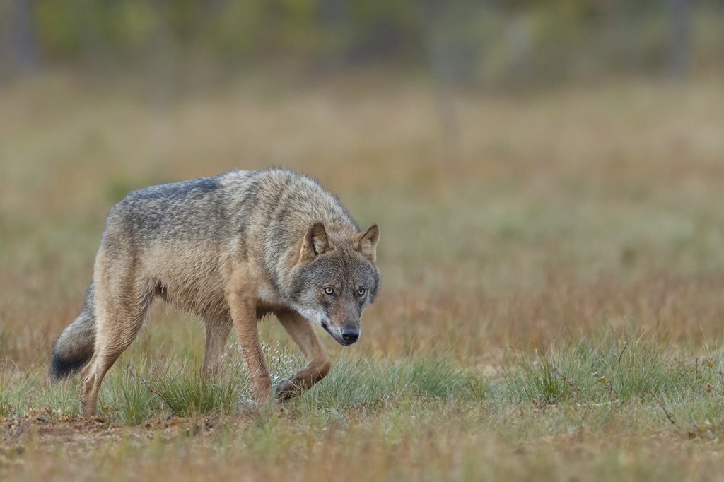 pvdv 2019 wolf_PVV3438