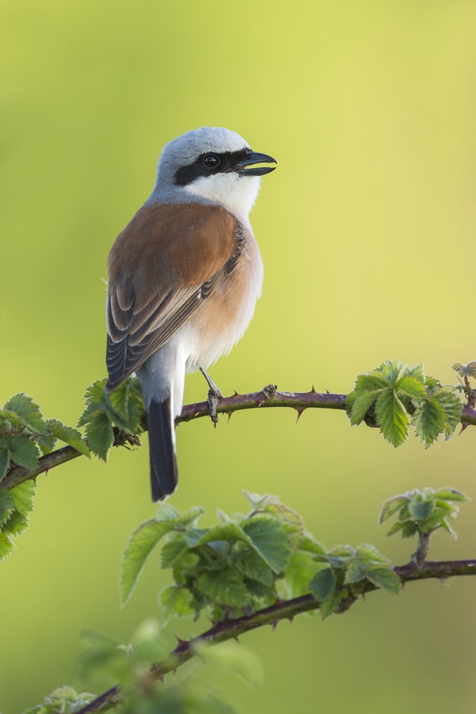 redbacked shirke sings_PVE8009
