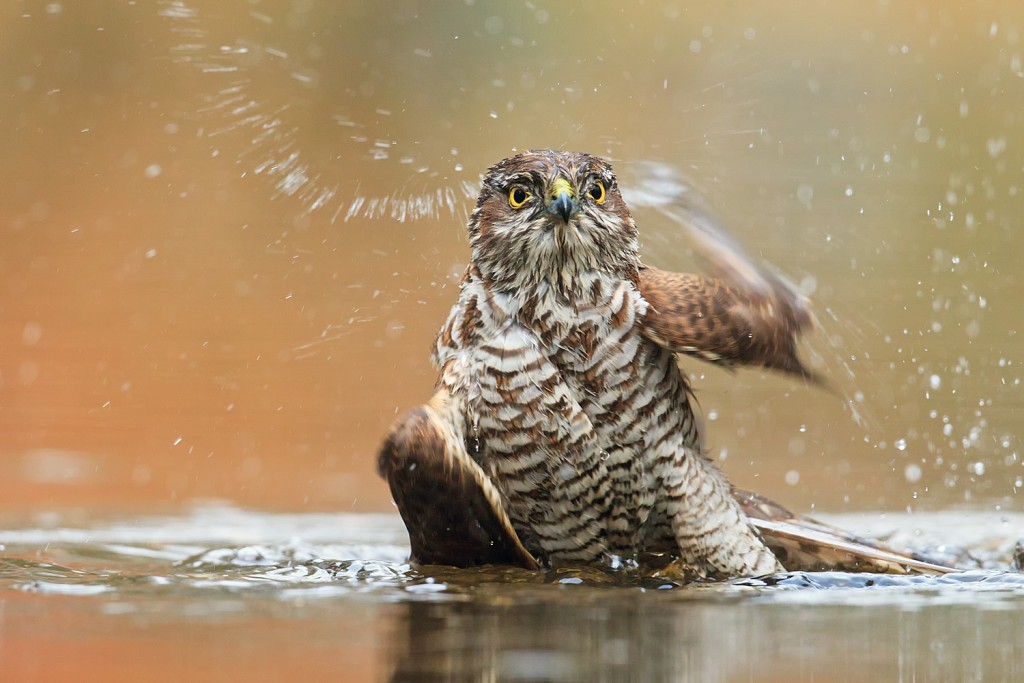 sperwer-John Breugelmans